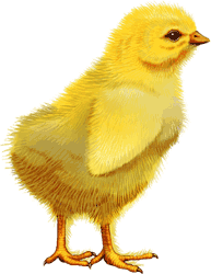 painting of baby chick courtesy of Sonoma County animal right's artist Nan Sea Love at http://www.nansealove.com